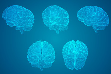 布偶猫容易得病吗？