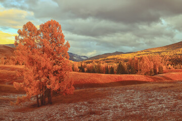 养盆栽需要注意的事项？